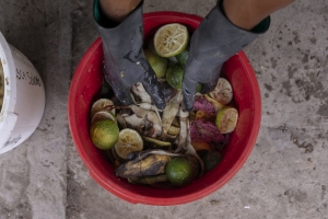 Collected domestic food waste for feeding Black Soldier Flies.