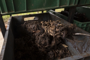 Black Soldier Fly Larvae reared on crop-derived residues.