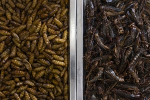 Insect street food in Bangkok (Thailand, 2023).