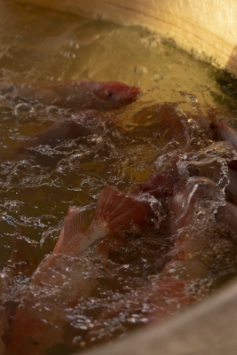 Fish fed with insects at the Kaiserstadt University pilot plant.