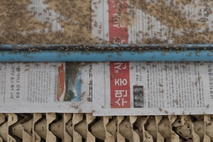 Newborn Cricket in a Thai small farm.