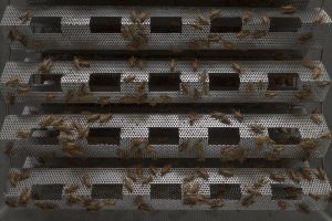 Inside a crickets as food production site.