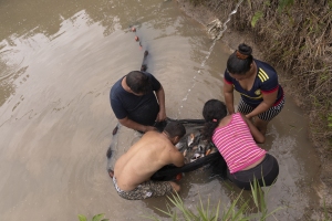 "Insectos Por La Paz": former FARC-EP guerrilla fighters and indigenous people catching fish they have fed with Black Soldier Fly larvae.