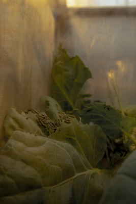 An insect  nutrition trial at Wageningen University.