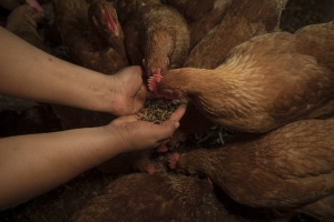 Chickens receiving Black Soldier Fly larvae.