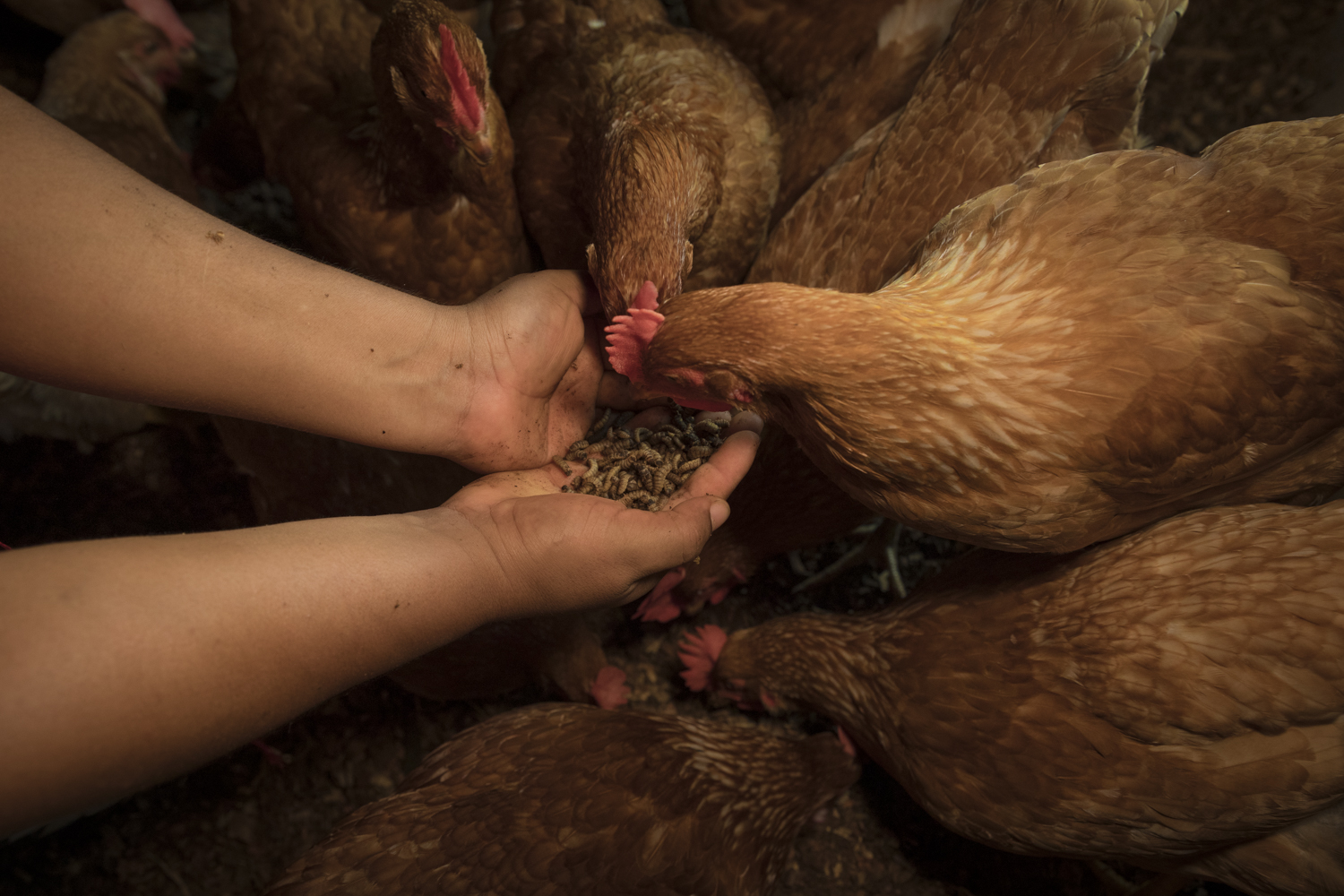 This photography made by Umberto Diecinove is part of his project I N S C T S. This picture made in Colombia in 2023 at the "Insectos Por La Paz" plant. It shows chickens receiving black soldier fly larvae. The black soldier fly (Hermetia illucens) has captured the attention of researchers and environmentalists due to its exceptional bioconversion capabilities. Insect farming offers locally solutions to address global environmental challenges. It contributes towards addressing many environmental and social issues. Within the context of the United Nations Sustainable Development Goals: climate action, life on land, zero hunger, no poverty, good jobs and economic growth, good health, gender equality, responsible consumption.